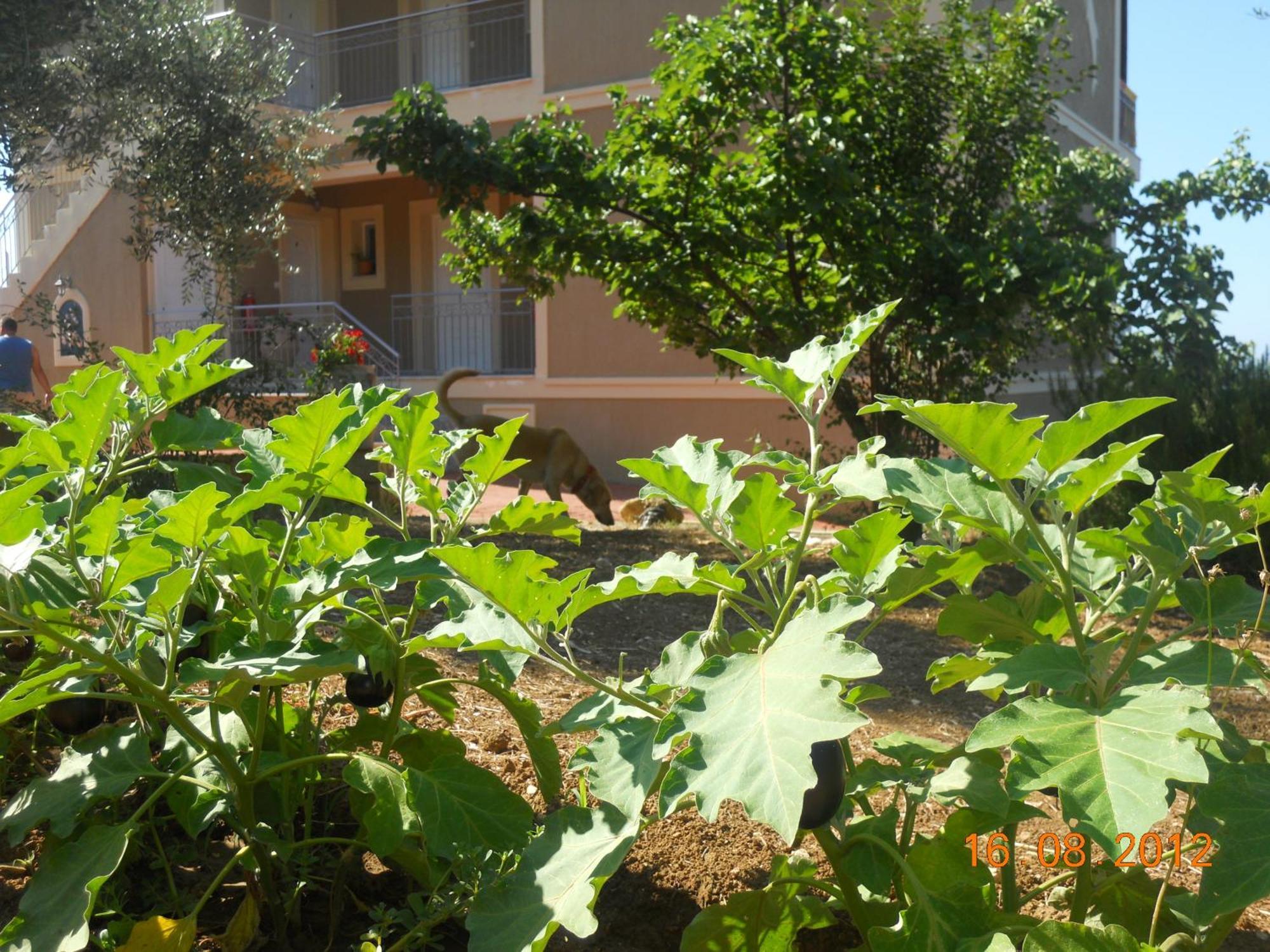 Delfinia Apartment Vlachata Екстериор снимка